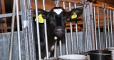 Newborn calves pinned, smacked, cursed at on dairy farm