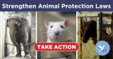 Call on New Government to Pass Strong Laws for Animals