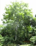 The Giant Mahang Tree