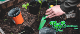 How to Control Pests and Diseases in Organic Gardening