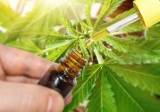 Benefits Of 2000mg CBD Tincture And CBD Oil !