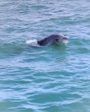 Things to Do in Bunbury with Kids: Why the Dolphin Eco Cruise Tops the List