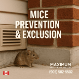 Effective Winter Mice Control in Milton: Professional Help