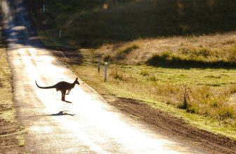 Lines That Bind a Continent