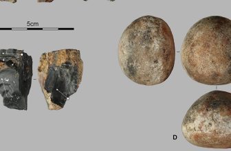 Stagnation or Strategy? The 5,000-Year Standstill of a Rainforest Toolkit