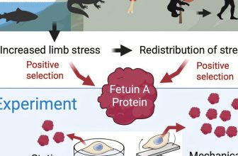 When Bones Learned to Listen