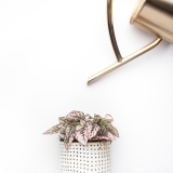 Ready to get dirty? Shade container plants to get you inspired * Menopausal Brunette