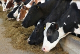 5 Things To Know About Dairy Revenue Protection From ProAg