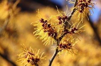 Unlocking Witch Hazel-4 Best Benefits and Uses for Skin Care