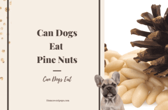 Can Dogs Eat Pine Nuts? (Everything You Need To Know)
