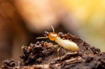 Can A House With Termites Be Saved In Arizona?