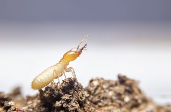 What Every North Carolina Homeowner Needs to Know