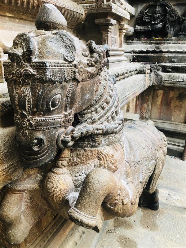 Horse Tanjavur