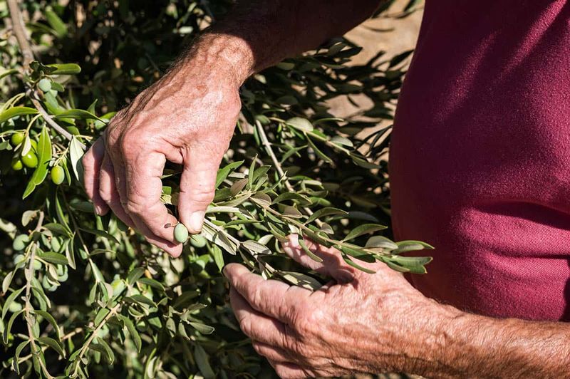 Olive Grove Visits