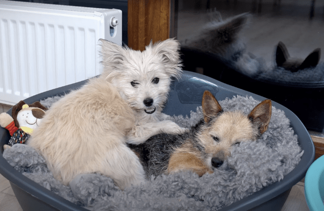 Puppy cuddling her mom