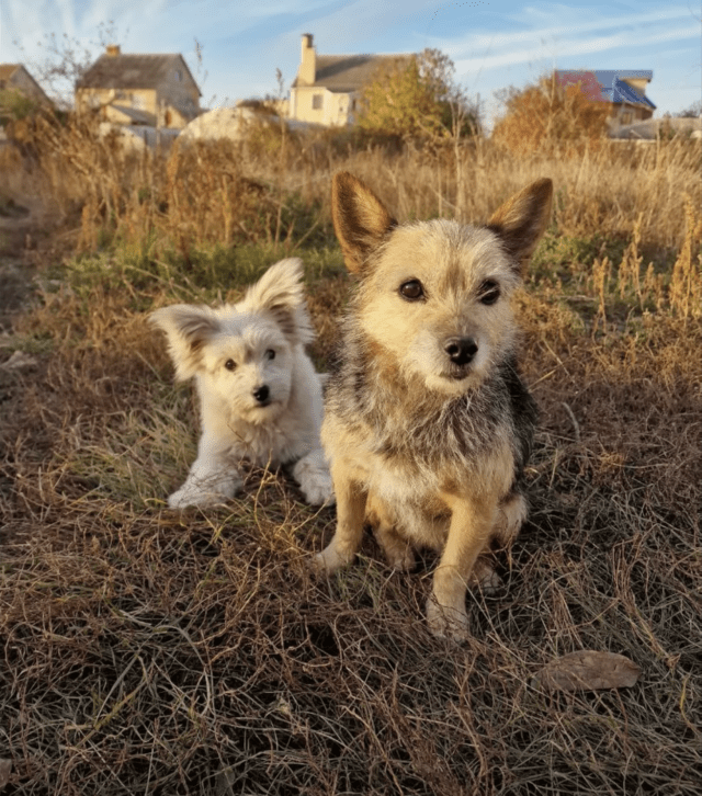Stray puppy with mom