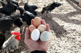 Diversification in Investing, Gender Politics, Your Workplace, and Your Private Life: The Unexpected Consequences of Not Putting All Your Eggs in One Basket