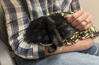 Goodbye Little Buddy… – Whoever said pets aren’t family