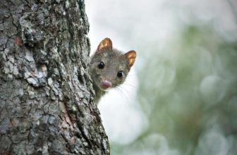 A Message to You: Thank you for speaking for our forests