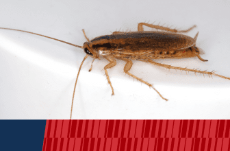 The Annual Pest Cycle: Year-Round Infestations & Control