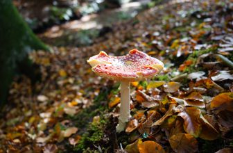 Mushroom Spotting in Bergerbos: An Autumn Treasure Hunt | Amsterdamian