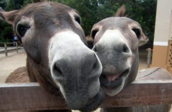 A Tale of Two Donkeys: Embracing your True Self