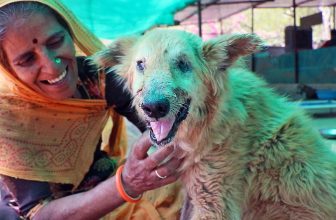 Blood poured from this old dog’s mouth wound.