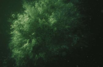 Nÿland * Hadley Roe – Ambientblog