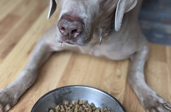 Is Grain-Free Dog Food Bad for Dogs?