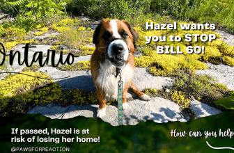 CALL TO ACTION: Stop Doug Ford’s attack on renters Ontario Bill 60