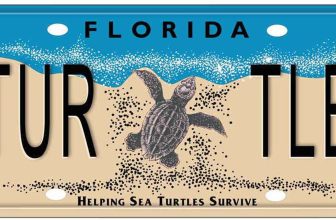 CMA Repairs Sea Turtle Necropsy Equipment With Support From the Sea Turtle Grants Program