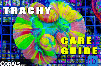 RB Care Guide: Trachyphyllia | Reef Builders