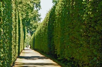 Trees Block the Wind and Save You Money