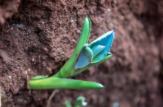 Agave Goes Global: Sipping Beyond Tequila and Mezcal