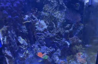 Anemone Tank 2.0 – Working with Reef Beef