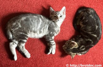 Bagels | der brotdoc