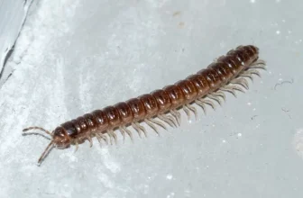 Are Centipedes Dangerous? | Russell’s Pest Control