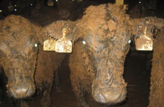 Three ships depart Uruguay in November, carrying animals to Spain and the Middle East