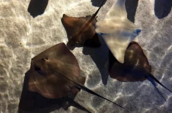 What Do Stingrays Eat? Feeding Them the Right Way
