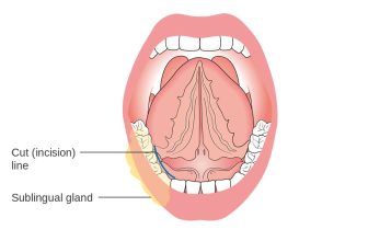 Why Do I Need To Put CBD Oil Under My Tongue?