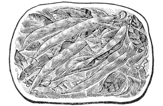 The Bean-Field – Small Farmer’s Journal