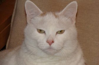 Balloon Juice – She’s Not Stupid, She’s Cunning and Dangerous, Positioning Herself for the Post-Trump World That’s Coming