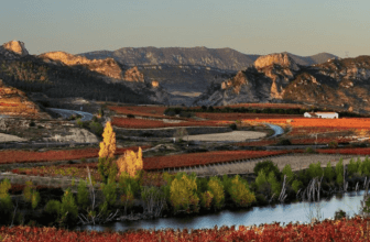 The Evolving Landscape of Global Wine: Climate vs. Market