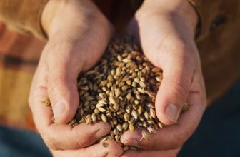 Anora renews regenerative farming initiative – Drinks International