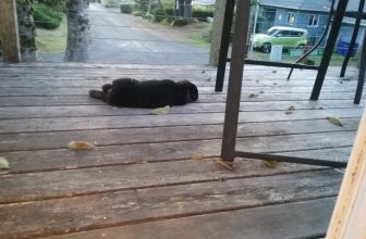 Dasher, the Dashing Floppy-Eared Bunny: A Children’s Story