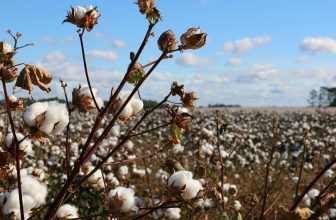 Cotton Harvesting Season: Timing & Equipment