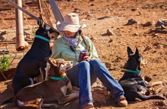 Pilbara Working Dogs – AustralianFarmers