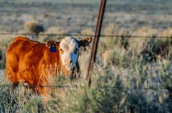 Get Cows Ready: Winter Tips for Better Calves