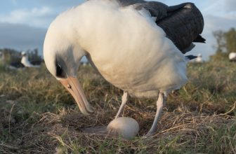 Stream the Beautiful Highs and Violent Lows of Albatross Life With This New 24-Hour Camera on Midway Atoll