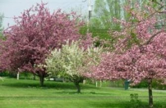 Spring Tree Fertilization: The What, When, Where & Why